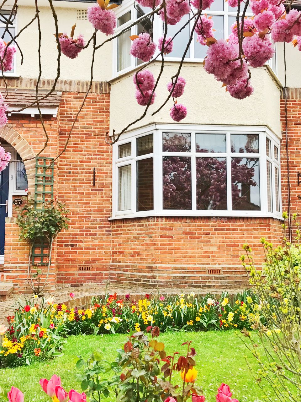 Pink cherry blossom tree and tulips in front of a house in London, UK