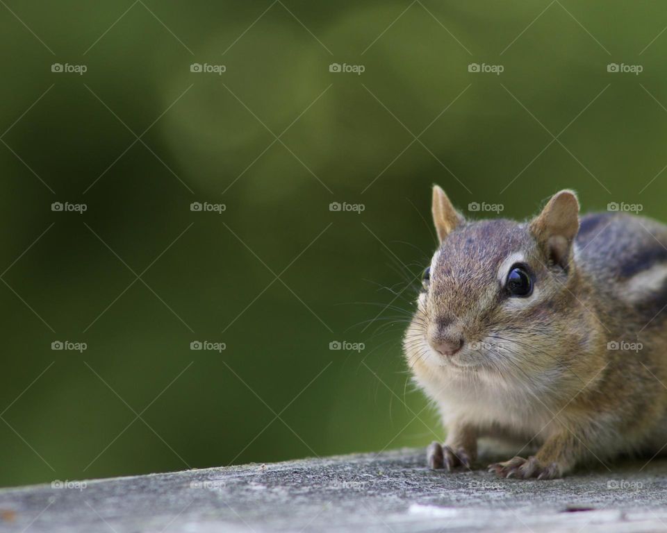 Chipper Chipmunk