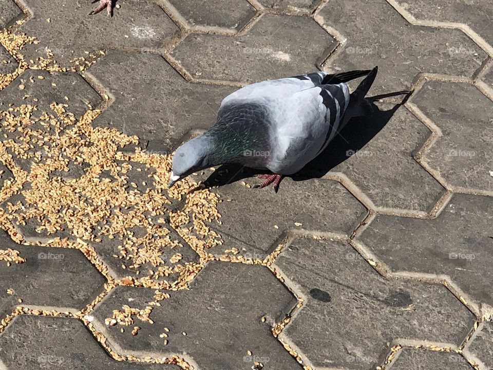 One pigeon 