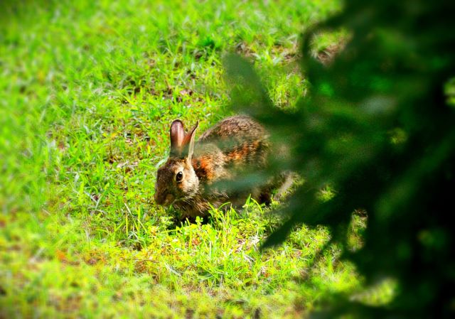 Rabbit on grassy field