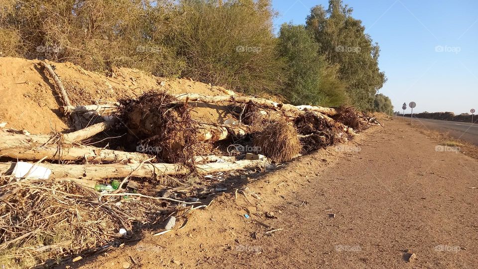 Trees that are not green