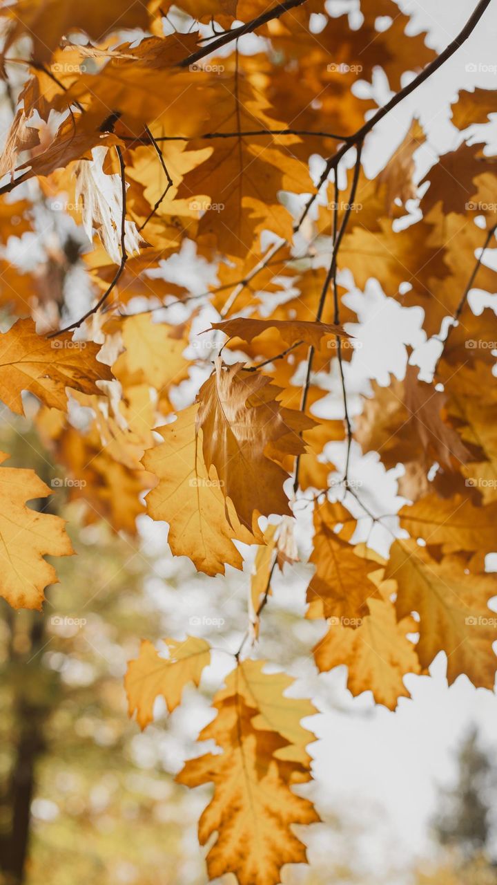 bright yellow autumn oak leaves on a park background
