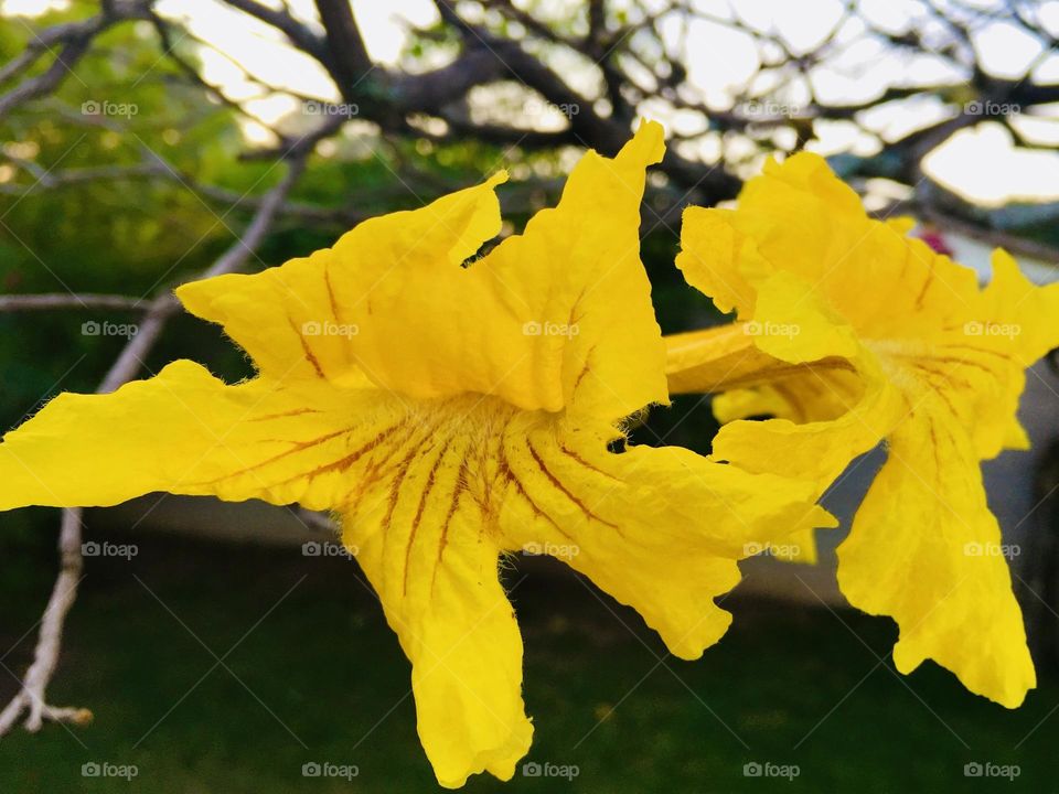 🌹 🇺🇸 Very beautiful flowers to brighten our day.  Live nature and its beauty. Did you like the delicate petals? / 🇧🇷 Flores muito bonitas para alegrar nosso dia. Viva a natureza e sua beleza. Gostaram das pétalas delicadas? 