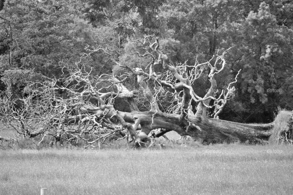 Black and white dead tree