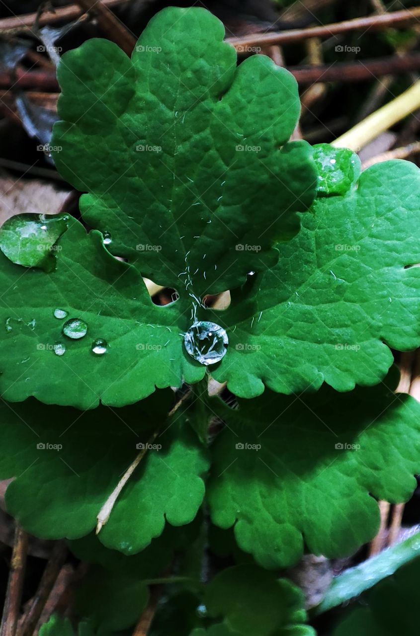 Macro photo of dew on a plant