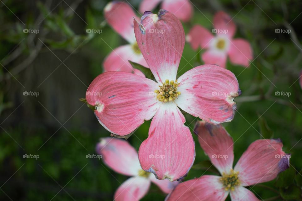 High angle view of pink flowers