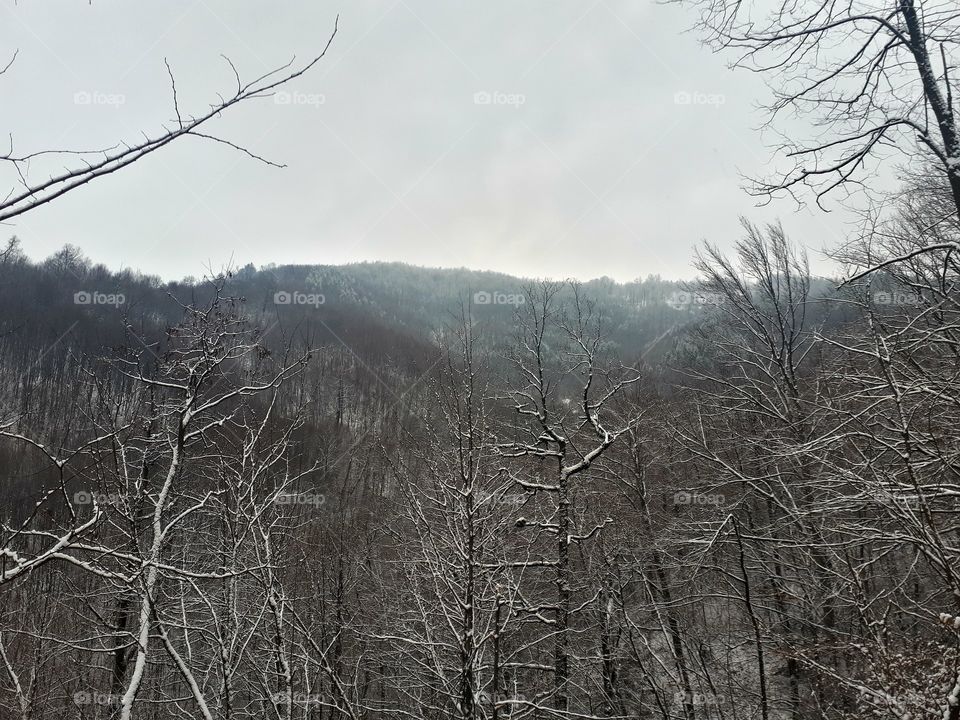 a view of the woods in the winter when there are no leafs on the branches, and the first snow is just beginning to bloom