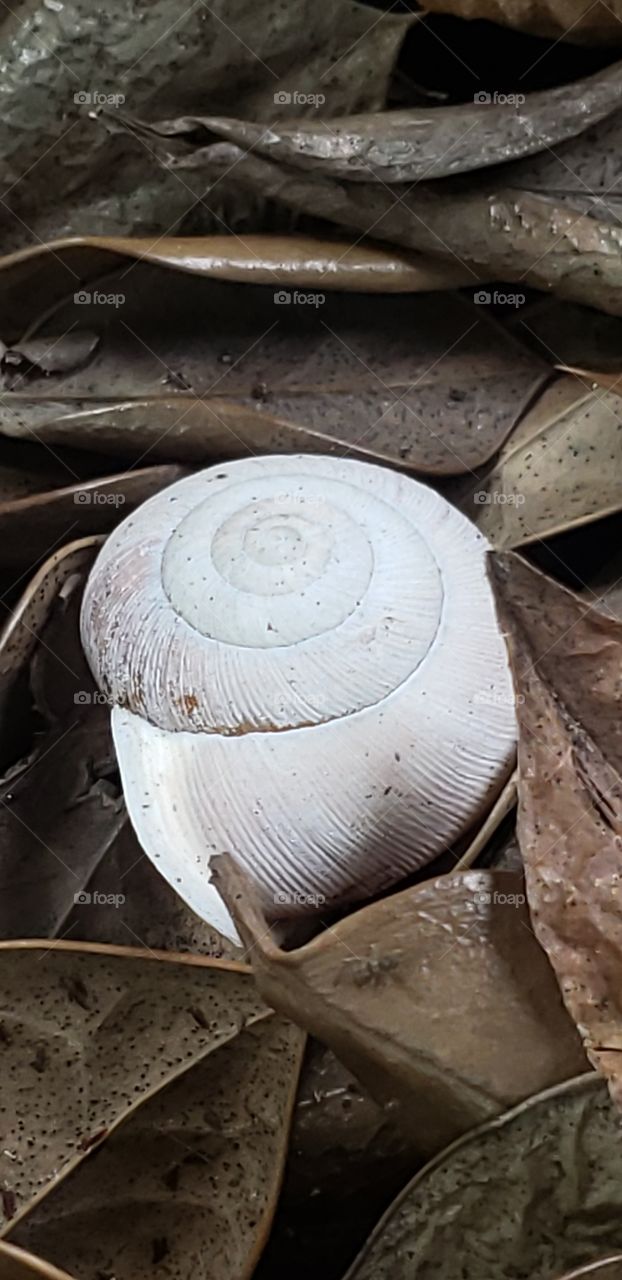 pastel snail shell