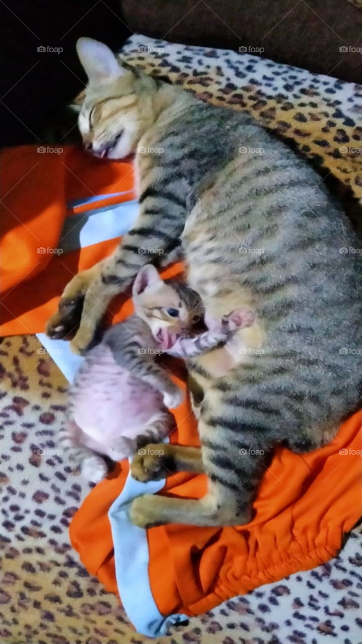 The kitten is nursing