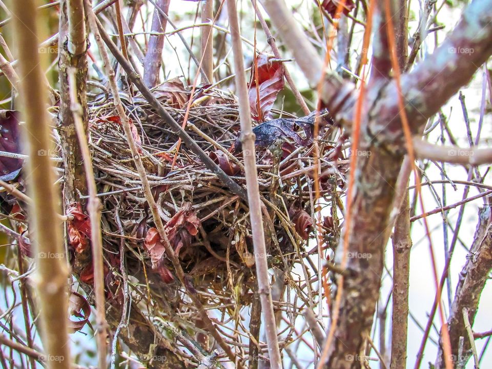 empty birds nest in tree