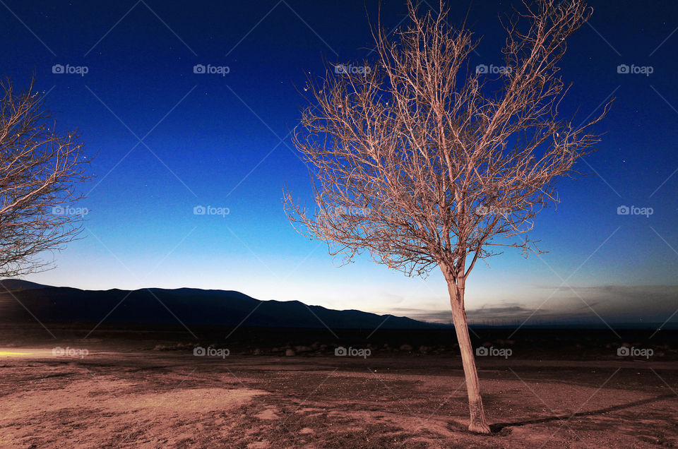 Arable landscape with two trees