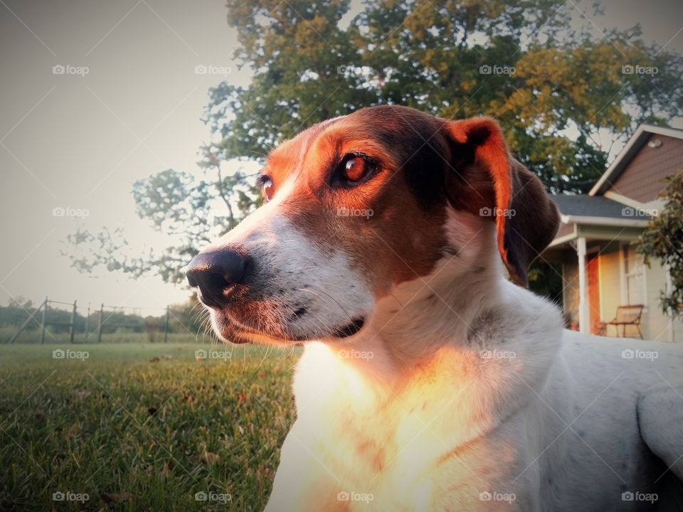 A hound dog mix dog sitting in the yard of a farm house at sunset