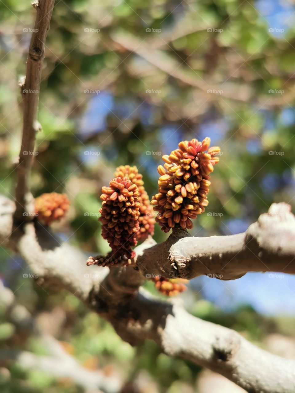 Cone fruit (conifer)