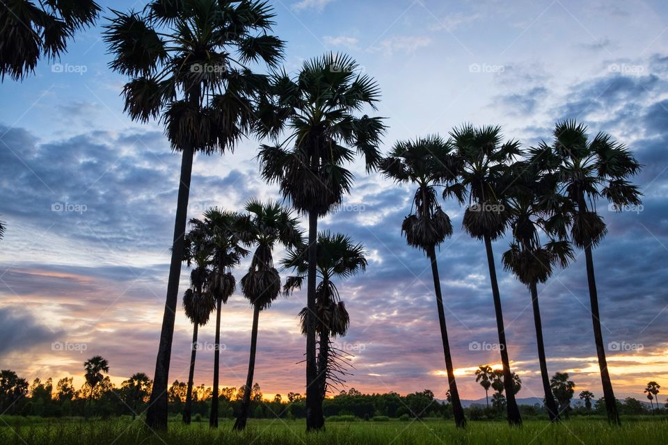 Sunrise behind silhouette shape of sugar palm in countryside of Thailand