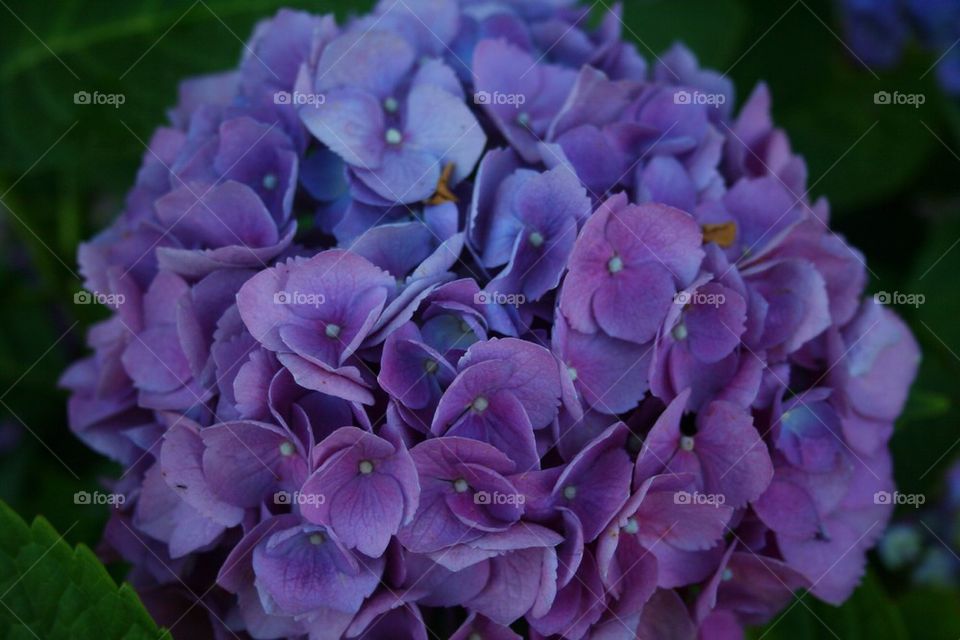 Billowy Hydrangea