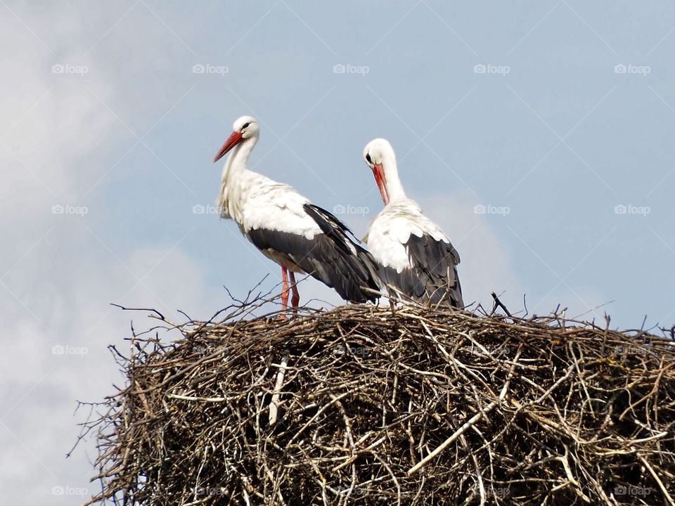Storks