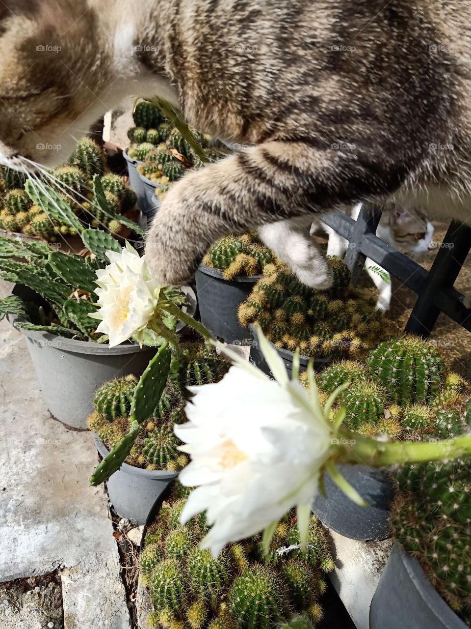 Beautiful Cactus Flower