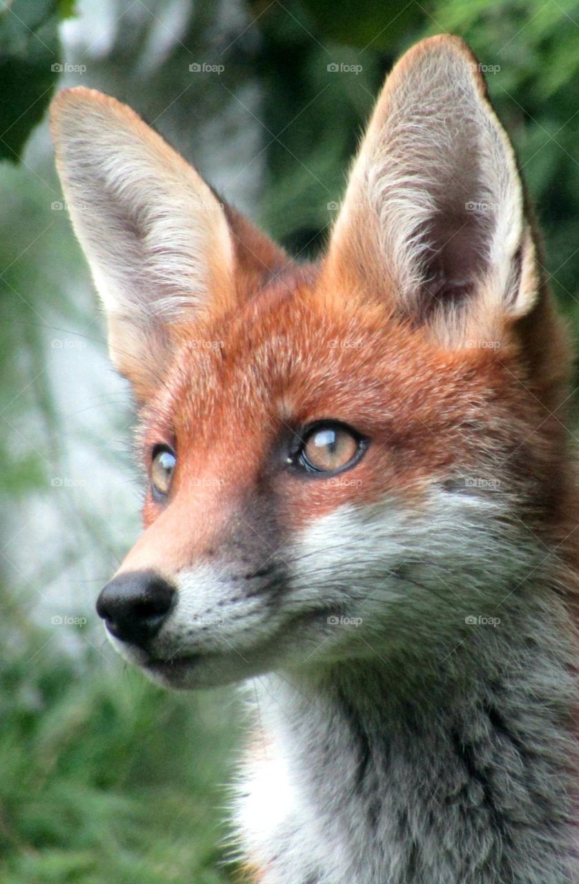 A stunning fox with a couple of shades of autumn brown eyes and orange fur 🦊🟤🍂🟠🦊