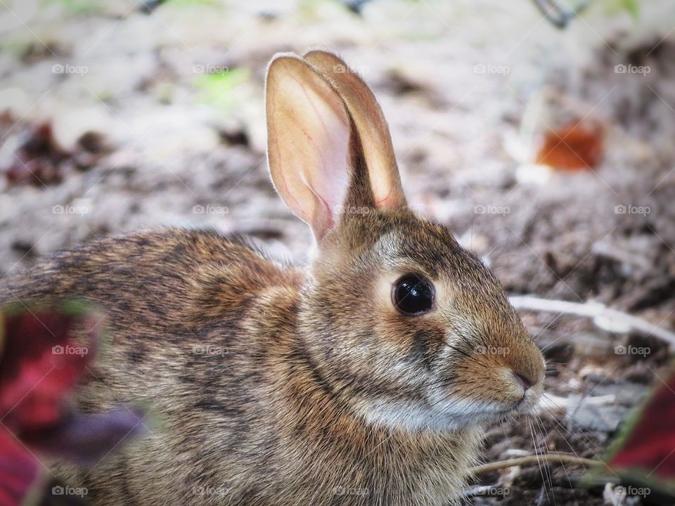 In my yard this morning - a wabbitt