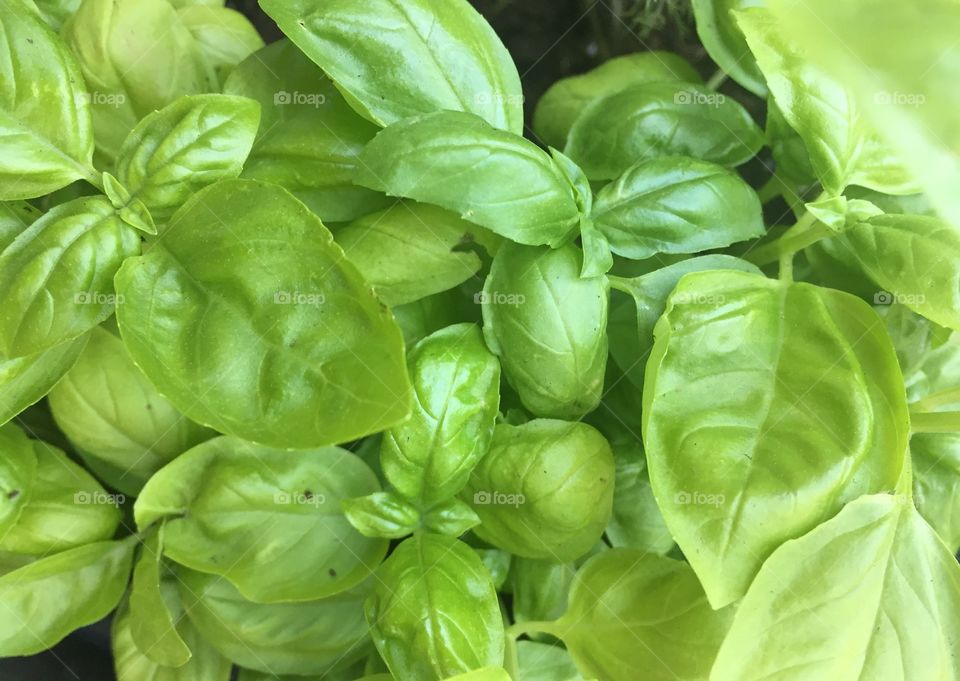 Basil 