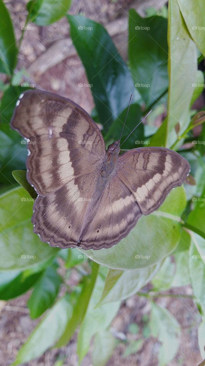 this butterfly is more docile.