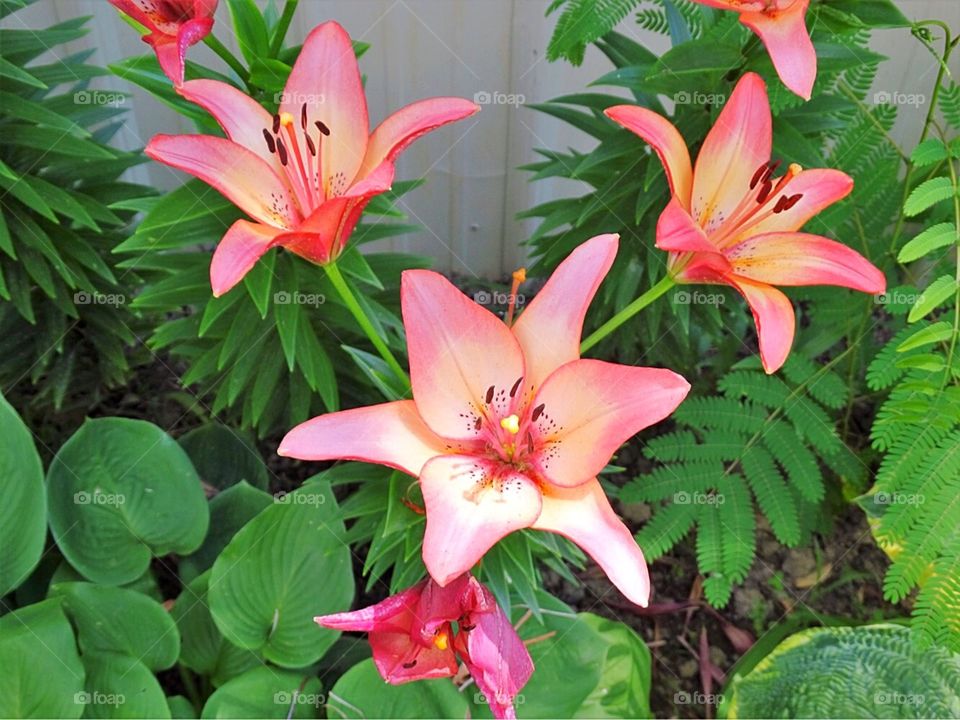 Pink lilies 