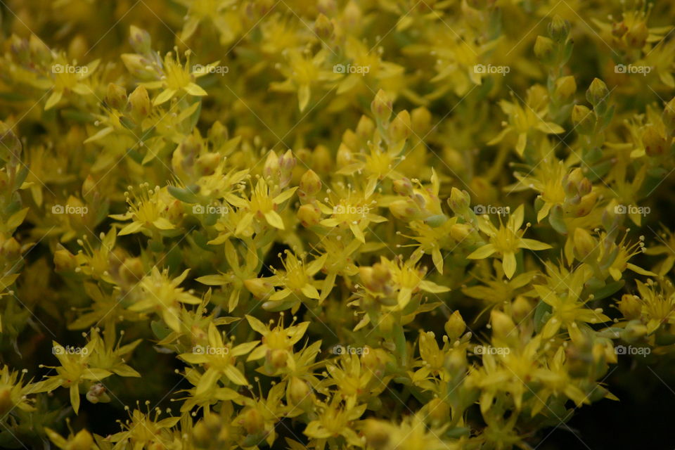 flower closeup