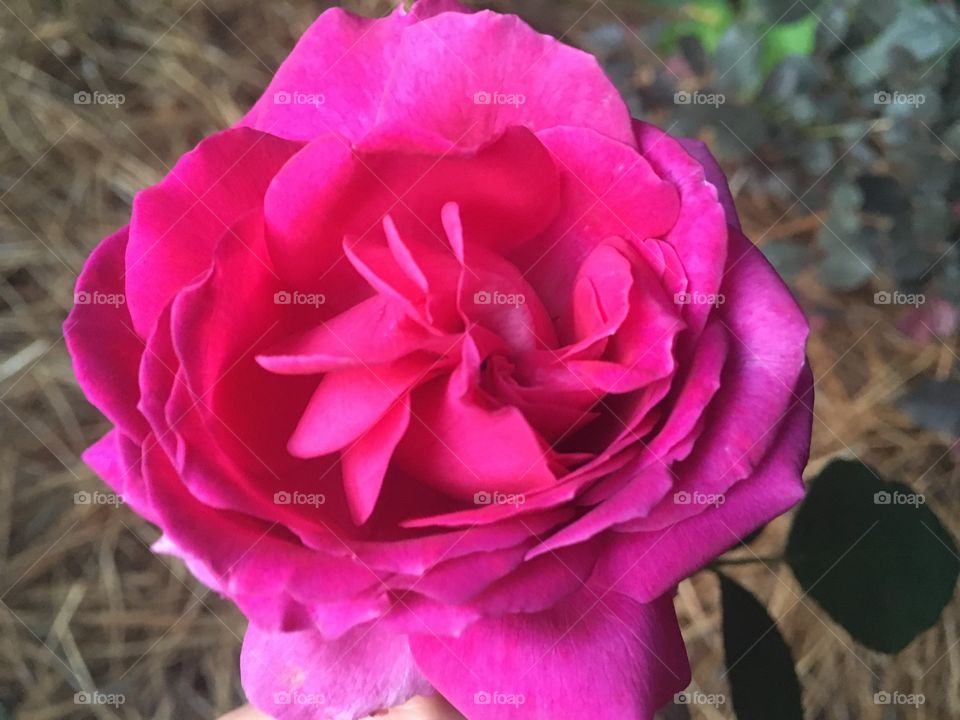 Bright pink "Miranda" Rose