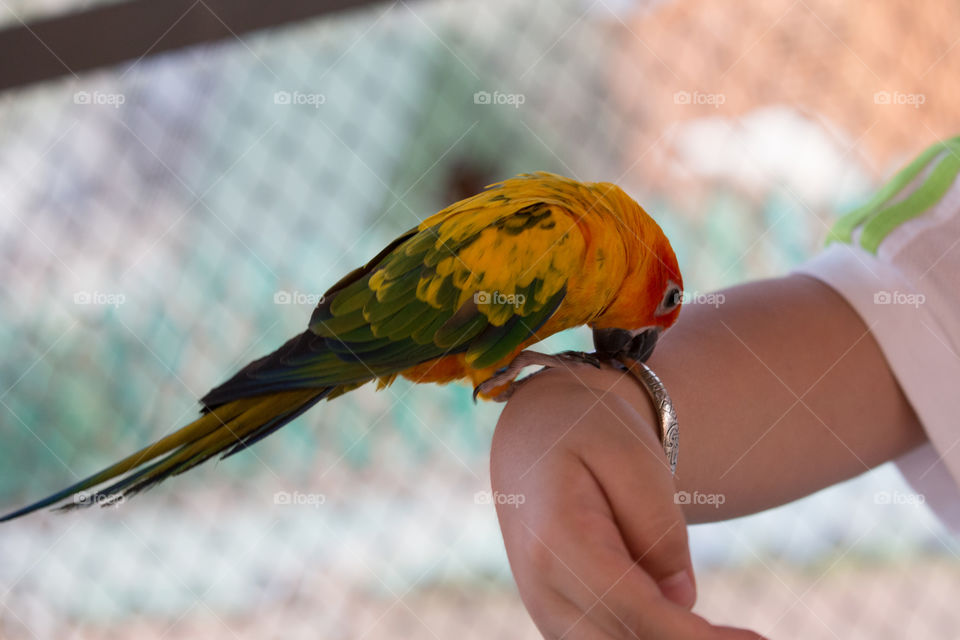 Bird, Outdoors, One, Nature, Parrot