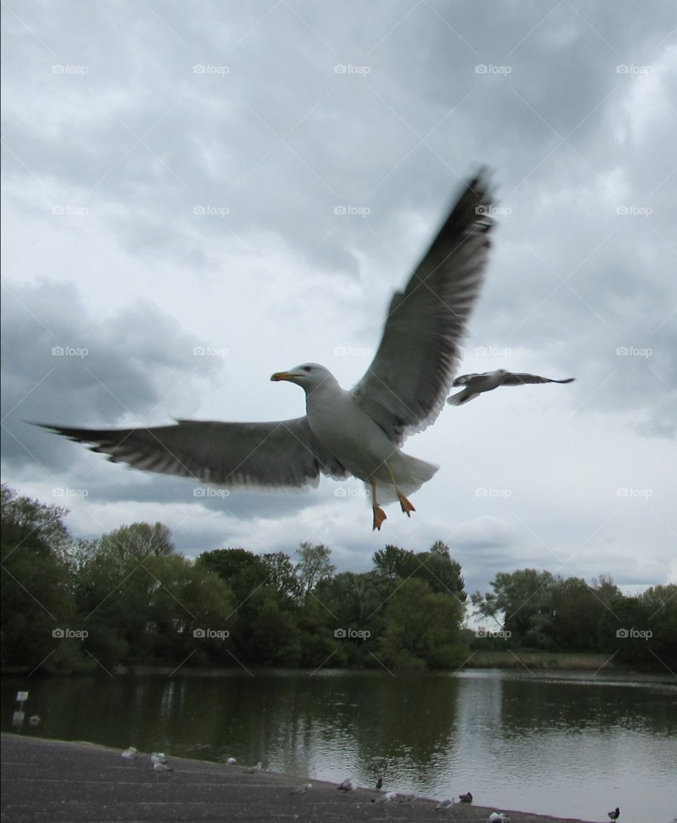 seagull taking flight