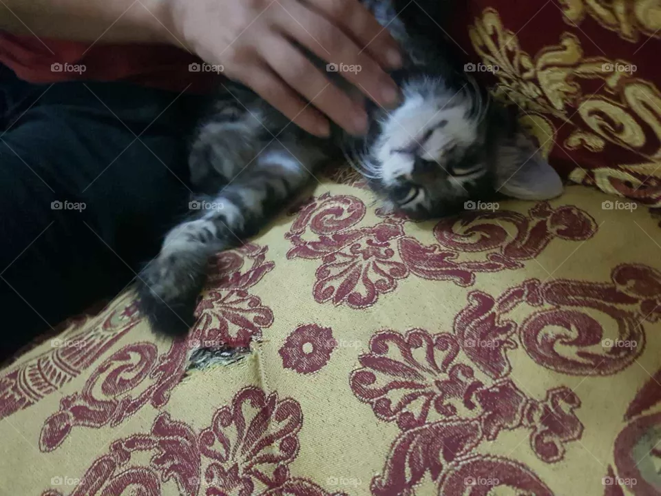 playing kitten