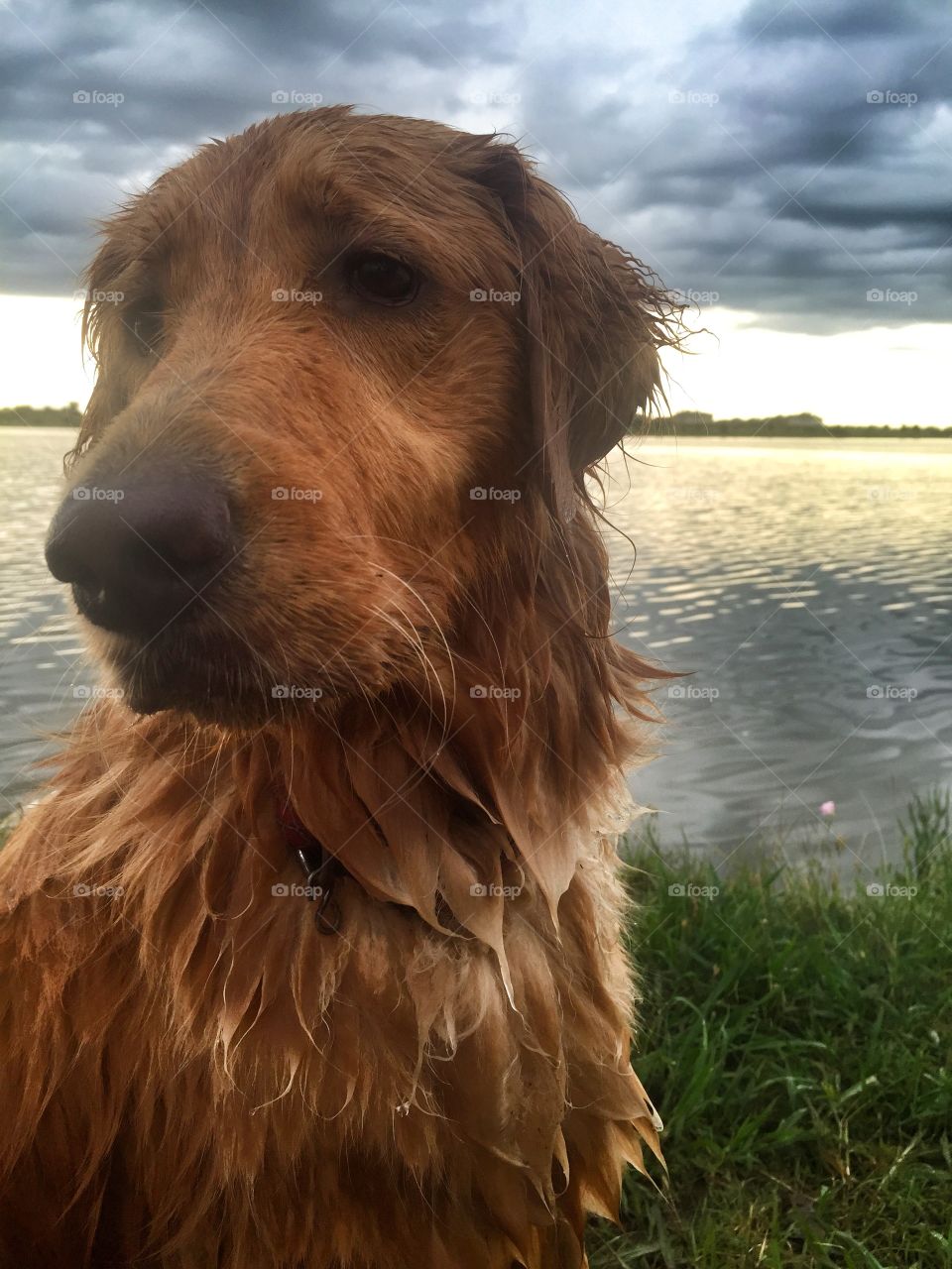 Sad Golden. My dog lulu very sad that we were leaving the lake
