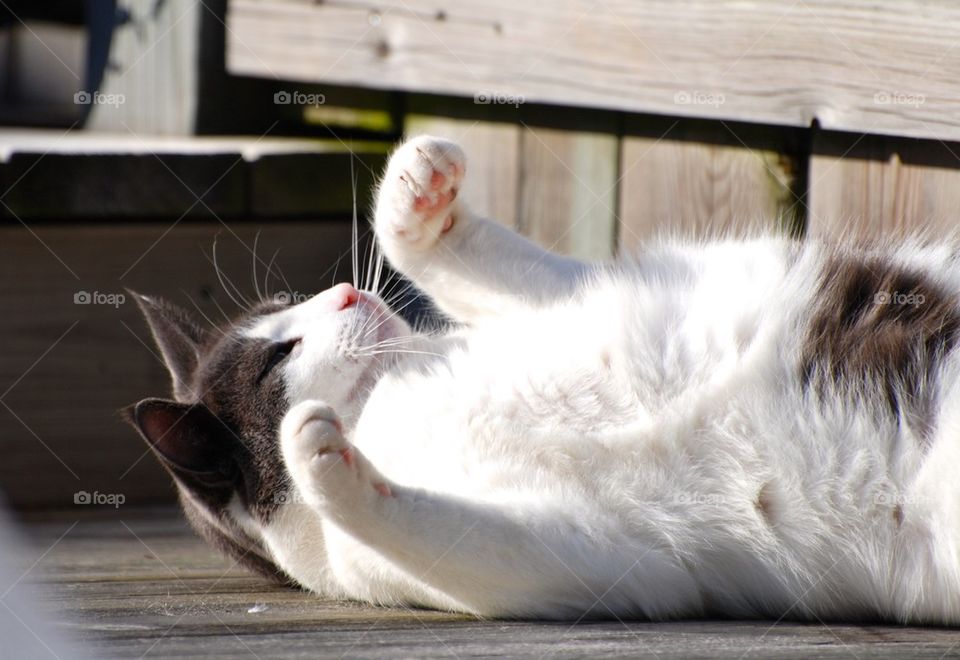 Close-up of lying cat