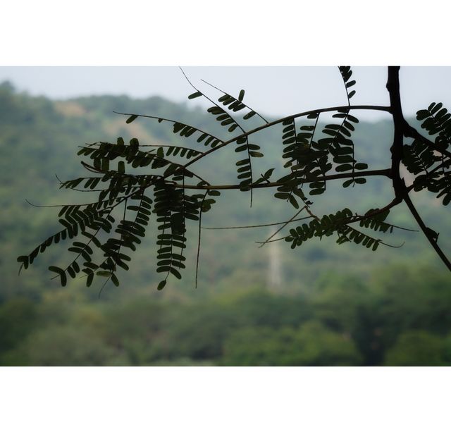 branch