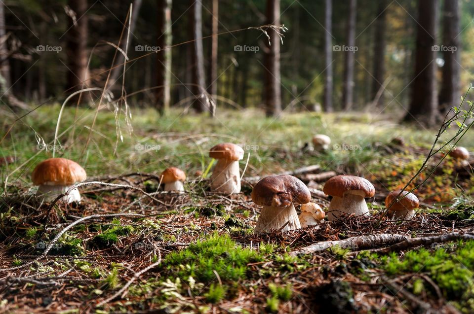 nature, mucose, forest