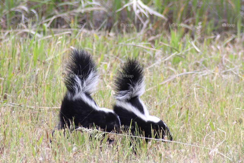 Strolling Skunks