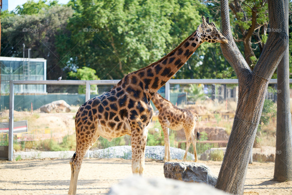 Pobres Jirafas de Zoo! 