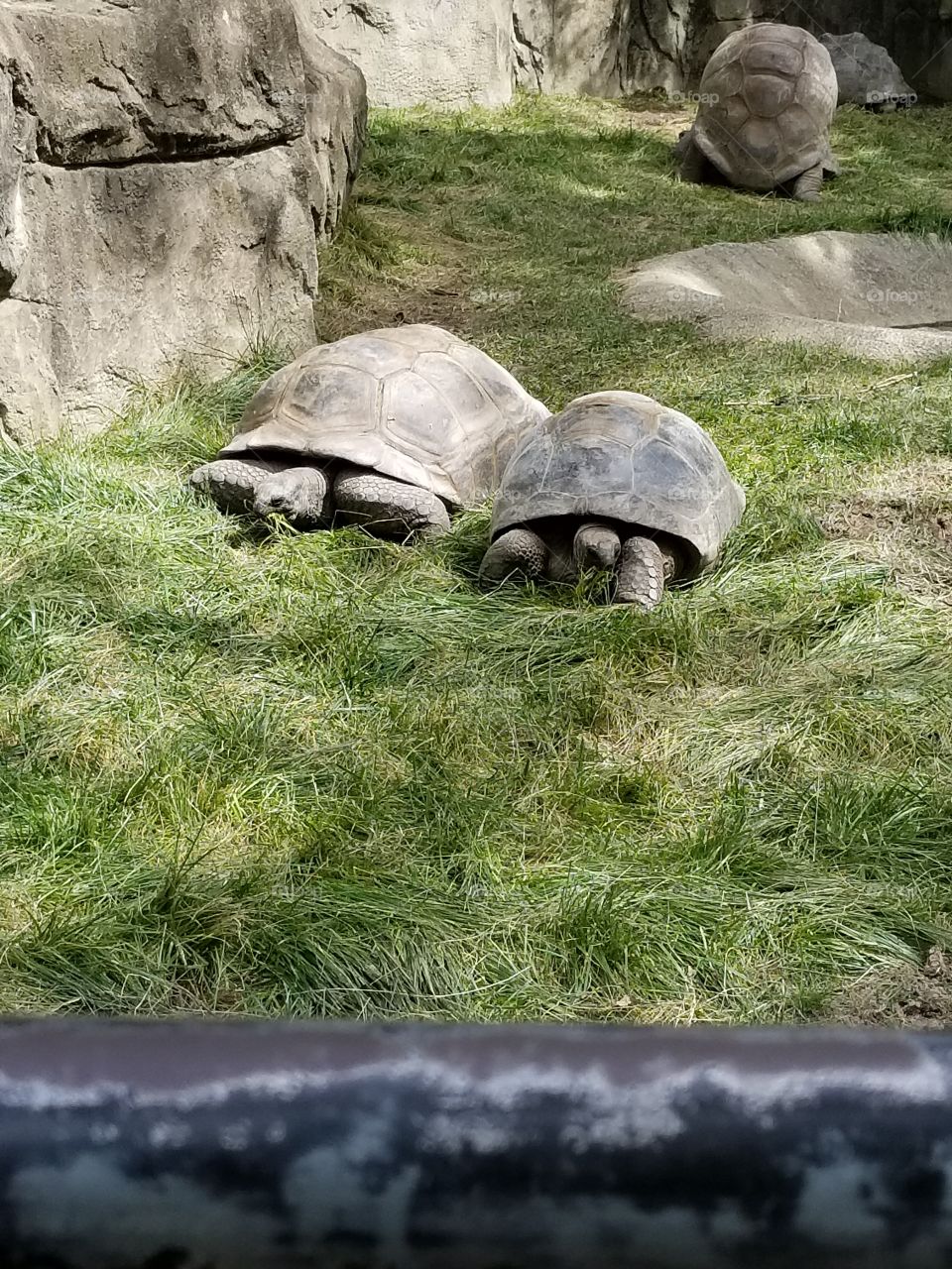 turtles