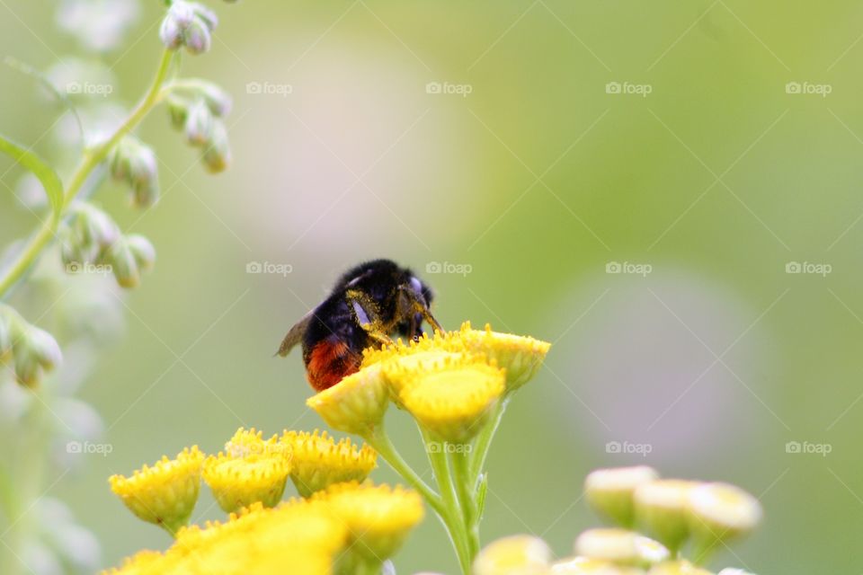 Bumblebee on yellow flowers