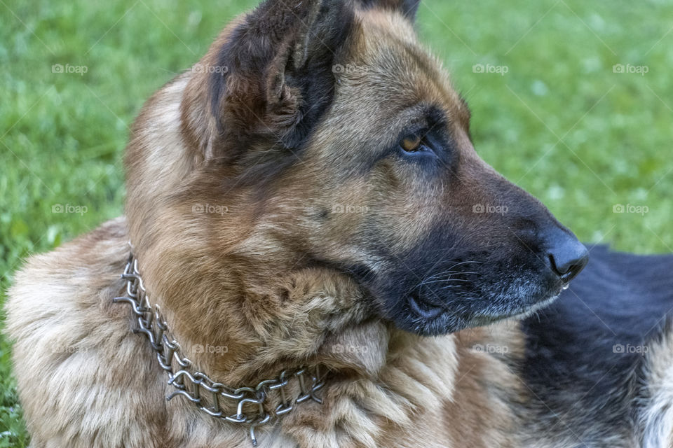 Beautiful dog with intelligent look