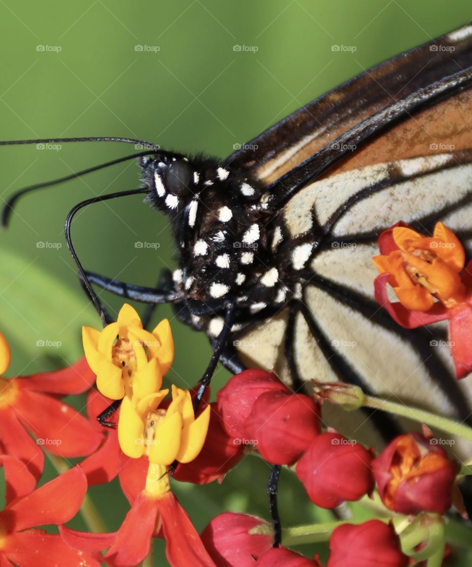 Monarch butterfly macro 