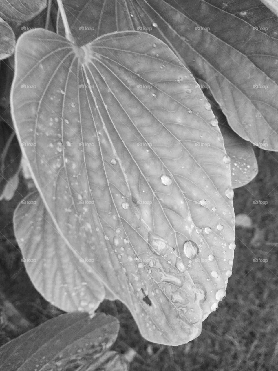 water drops in leaves