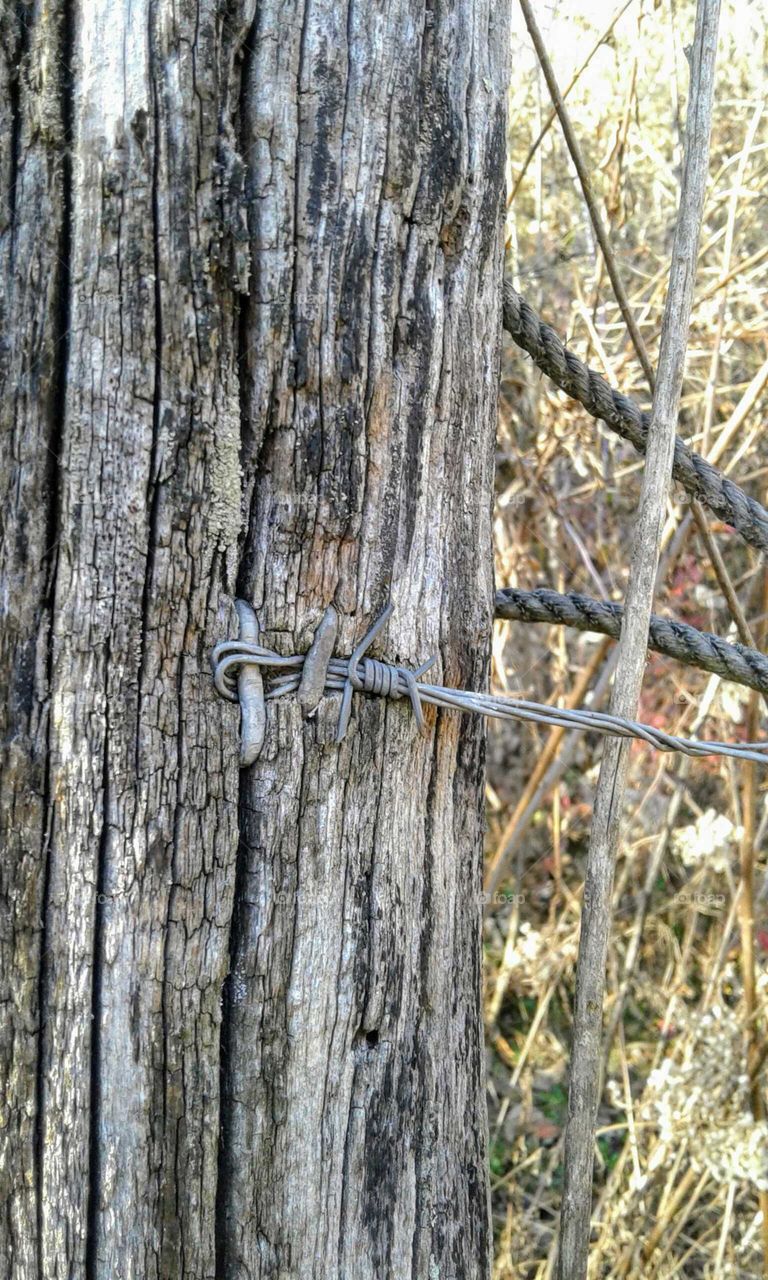 Old Fence Post & Barbed Wire