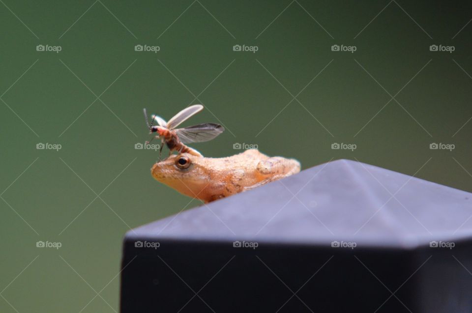 Tree Frog and Lightning Bug