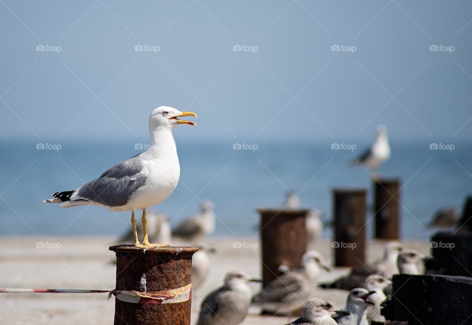 wildlife in the city