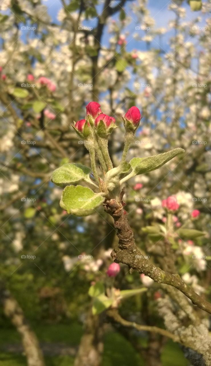 Blooming apple tree