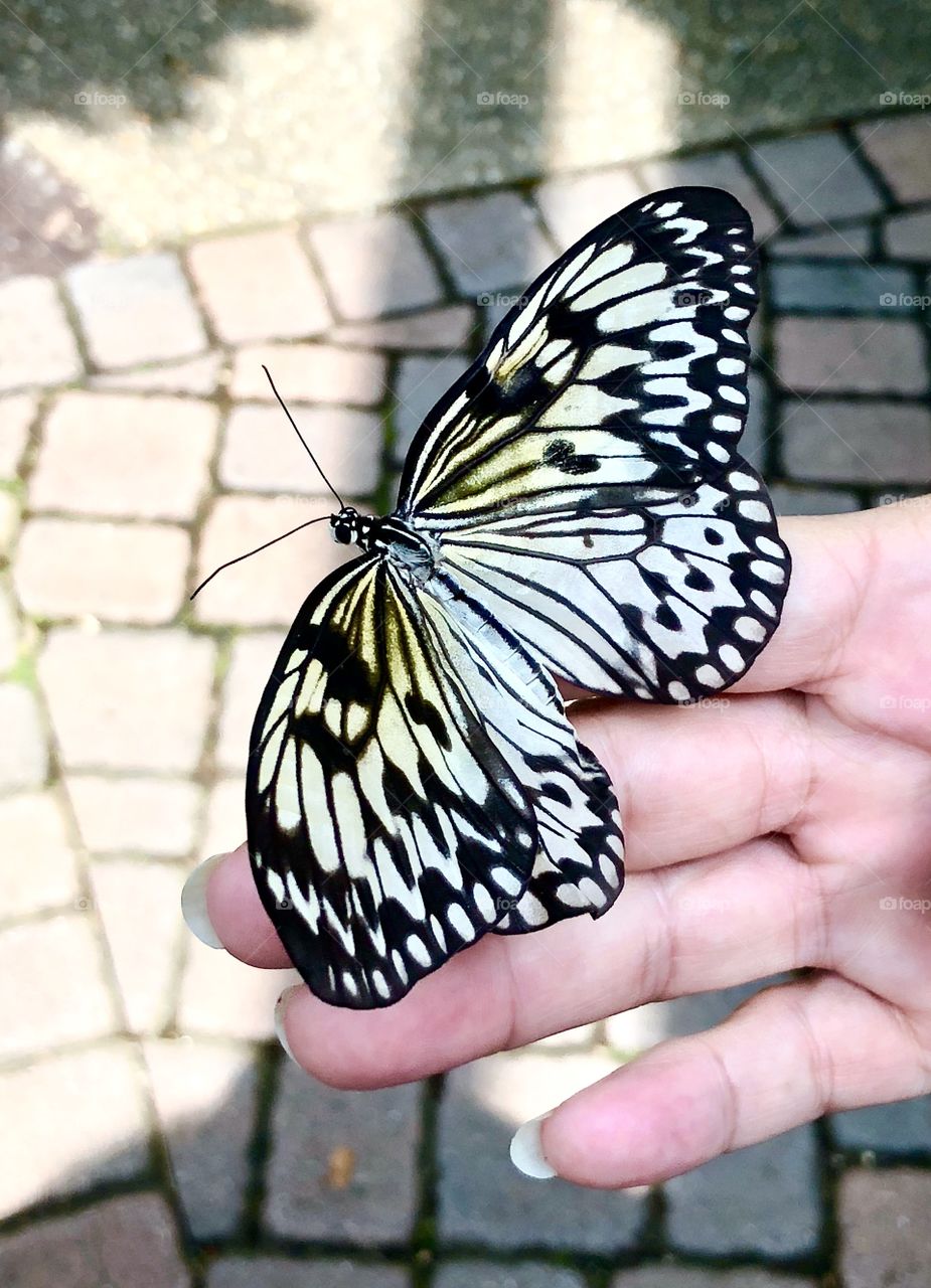 Giant butterfly
