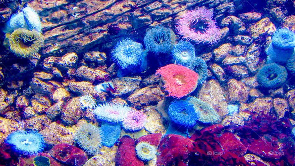 Colors under the sea