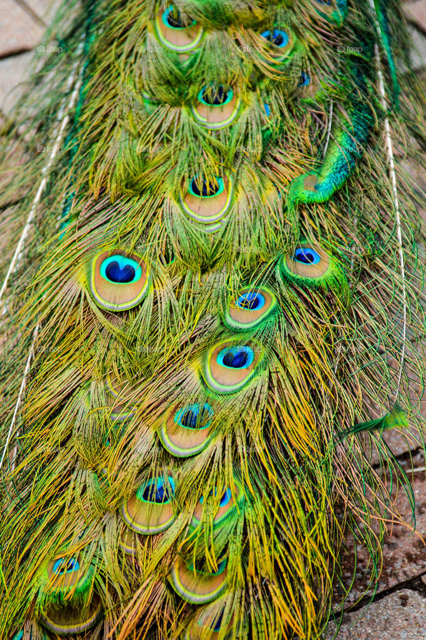 Peacock feathers