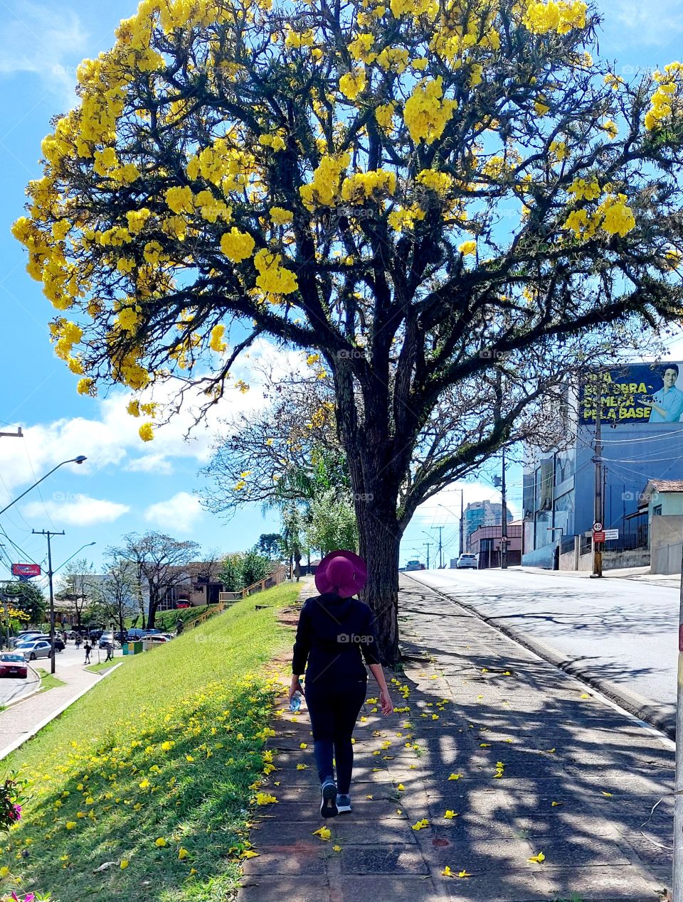 Caminho enfeitado com a bela árvore de Ipê.